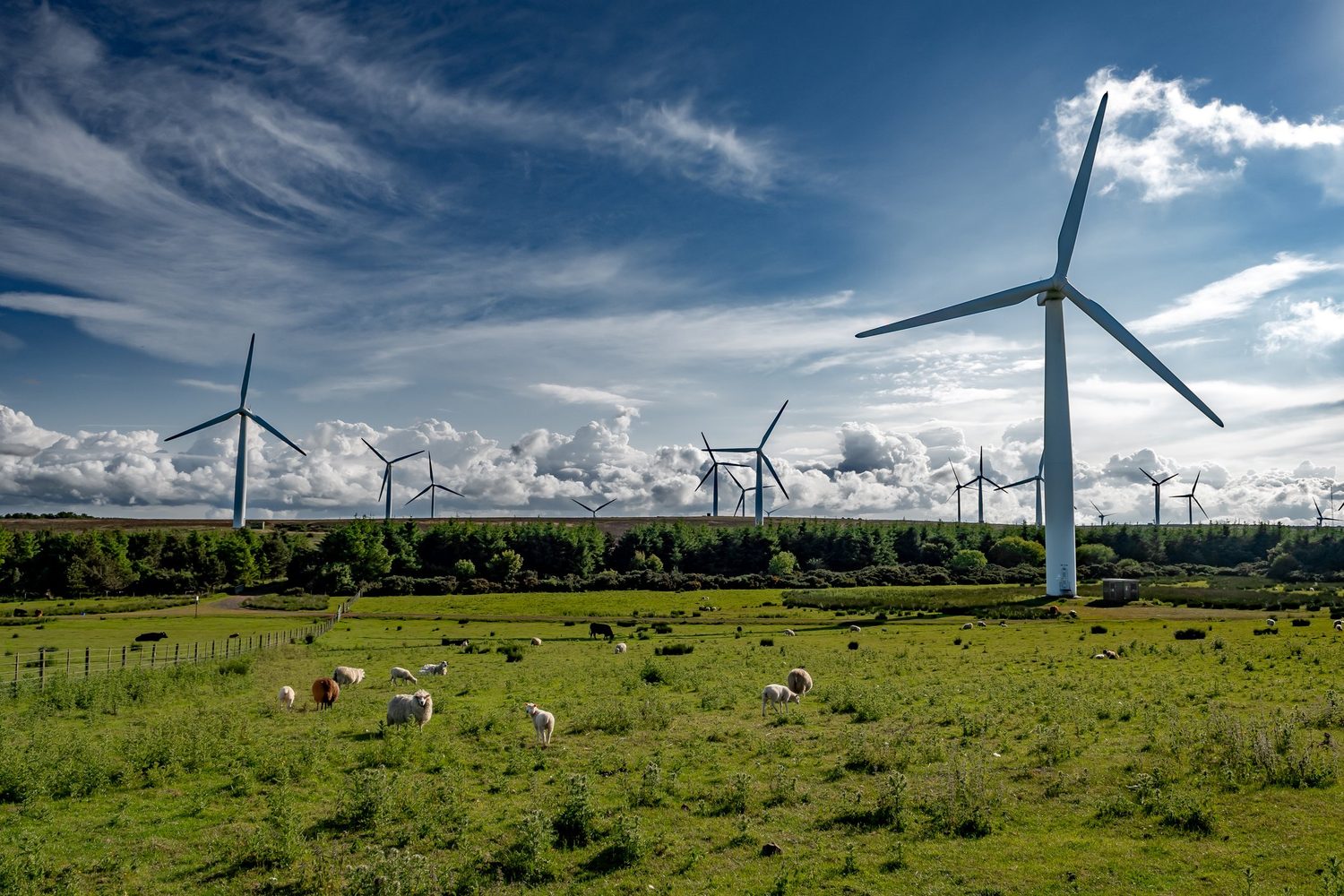 Wind turbines above grazing sheep — mining and renewables sharing ground.