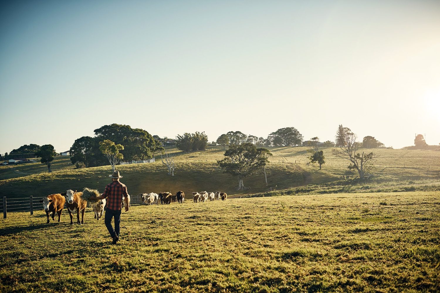 Australian farmer with cattle at golden hour — private landholder access.