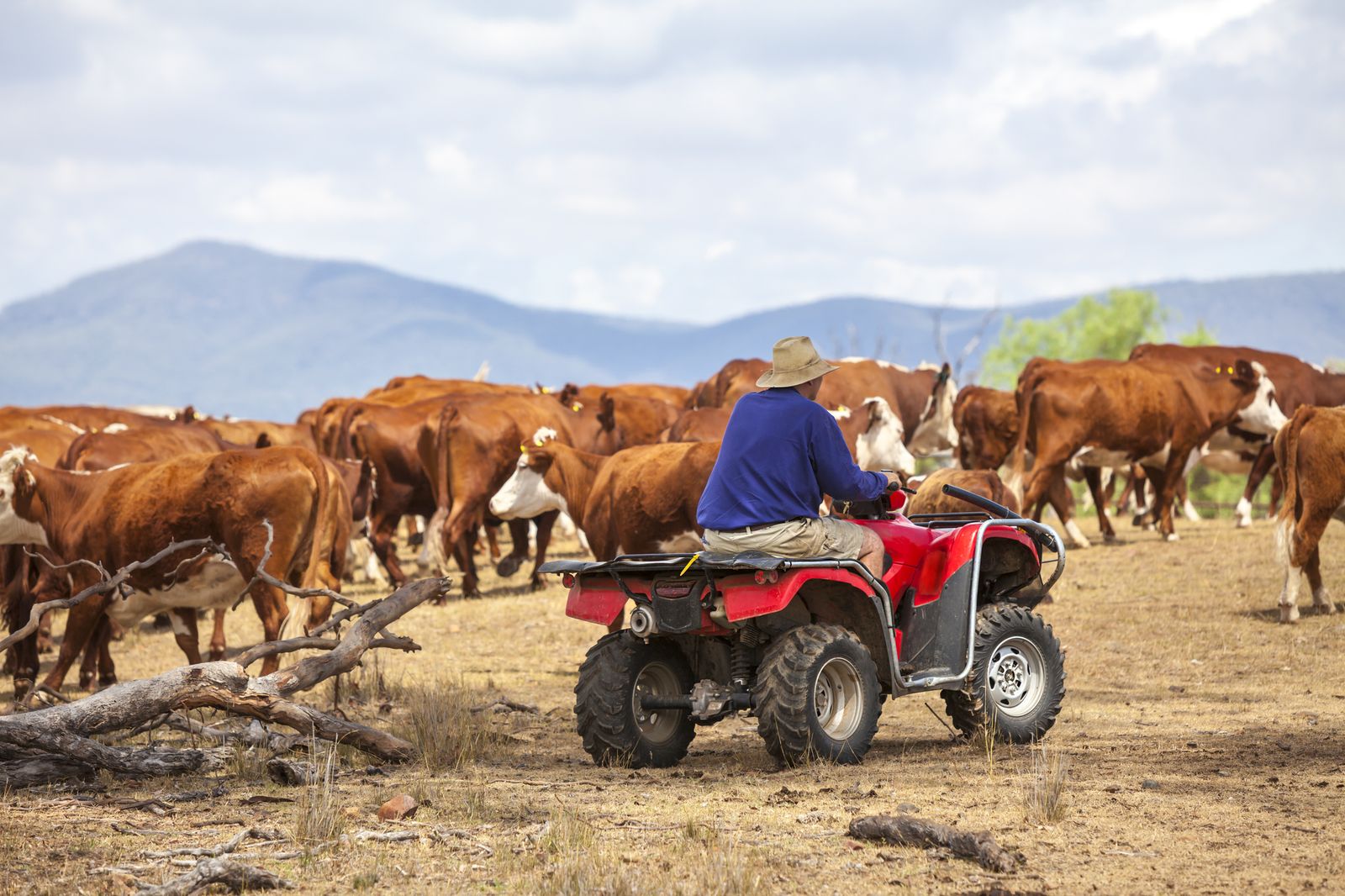 A farmer on a quad bike moving cattle — the landholder at the centre of the twenty-year dispute.