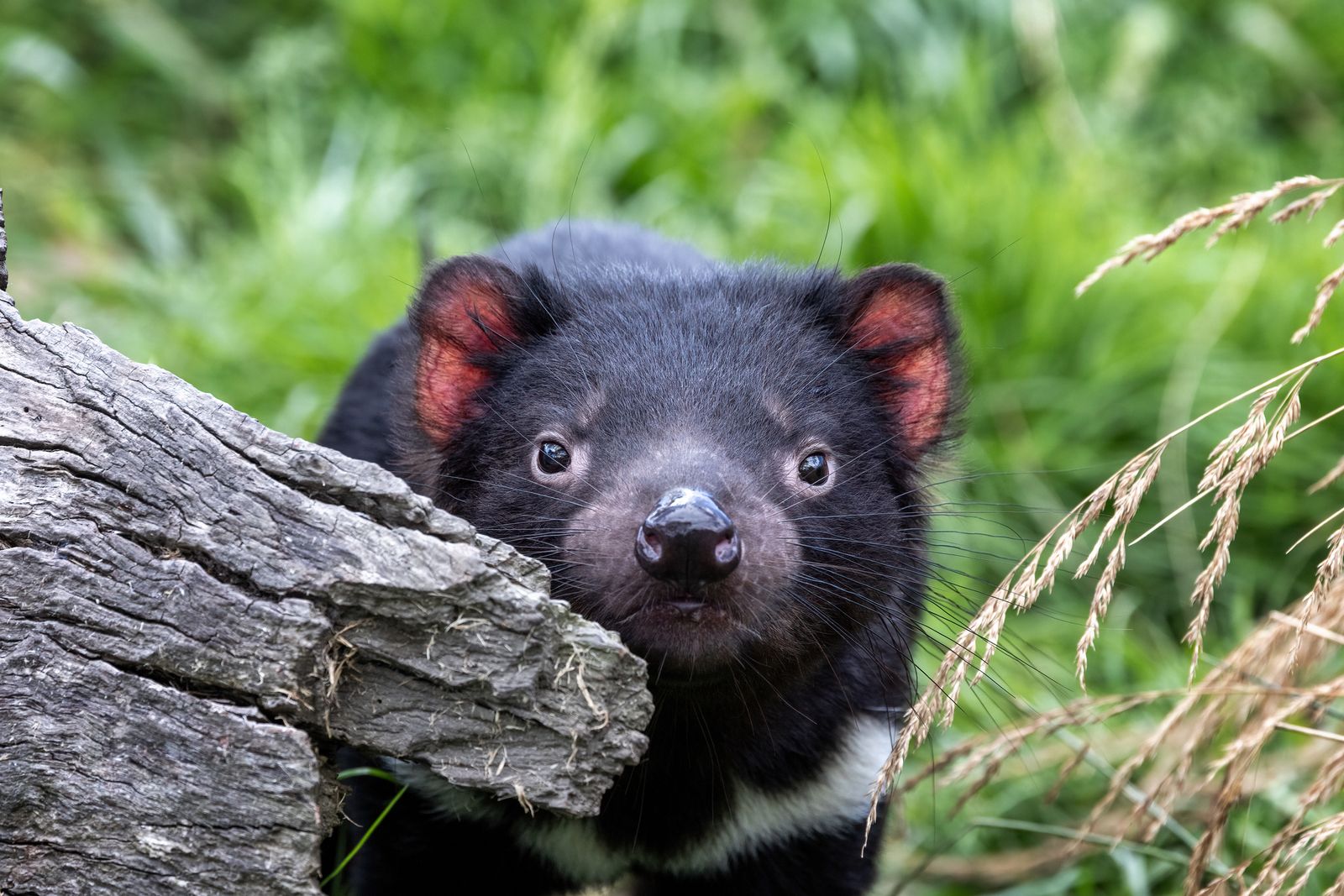 A Tasmanian devil in the bush — the country the exploration project moved into.